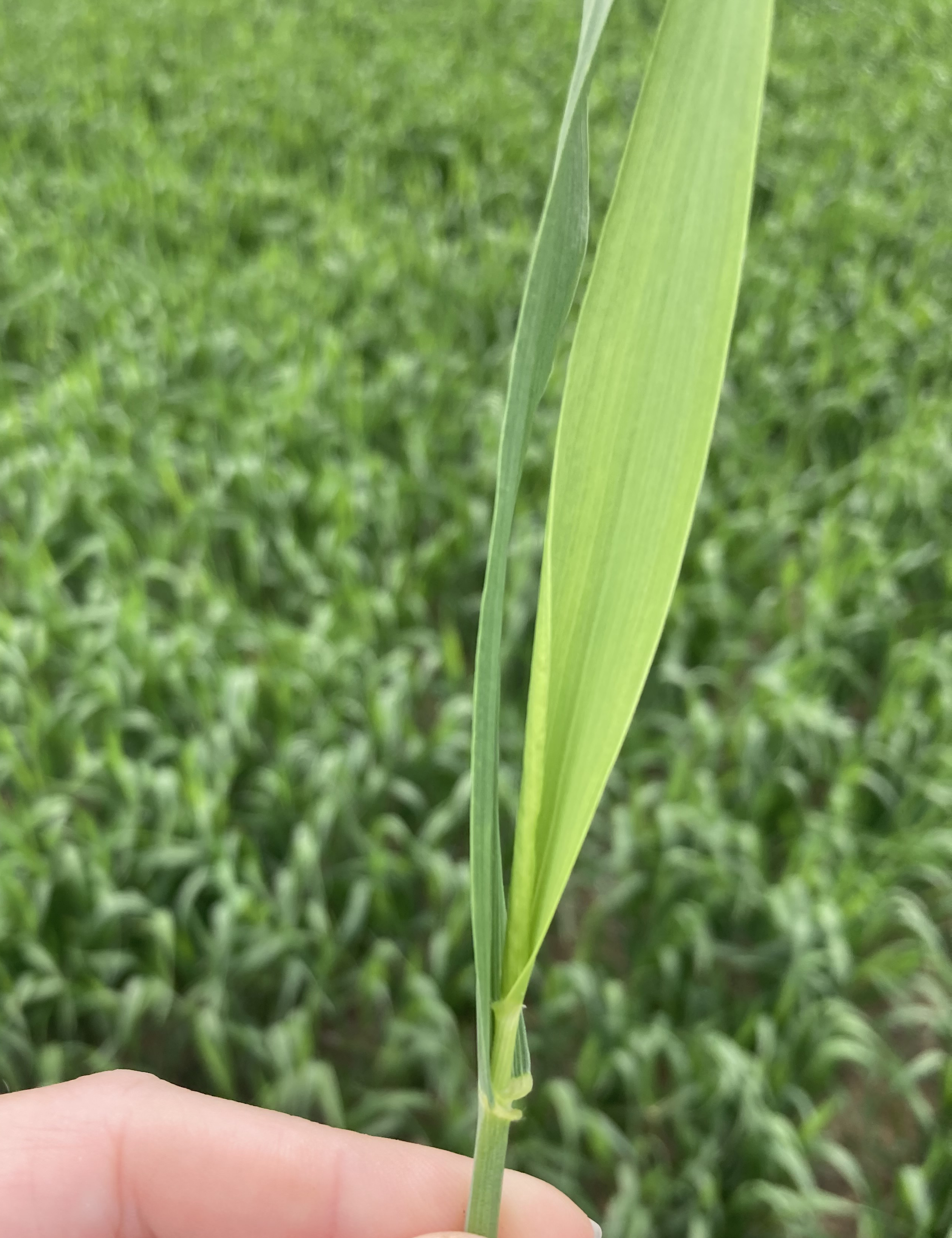 Close-up of a wheat plant with the flag leaf partially emerged, showing yellowing along the leaf blade compared to surrounding green tissue.